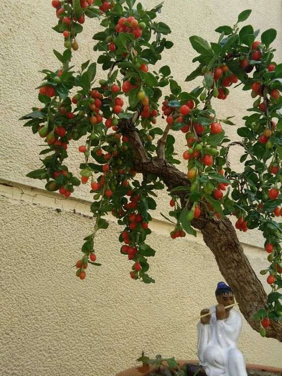 后两棵枸杞下山桩刚栽不久 顶一个 图片