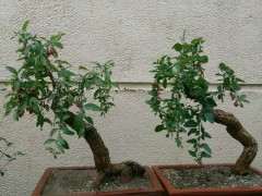 后两棵枸杞下山桩刚栽不久 顶一个 图片