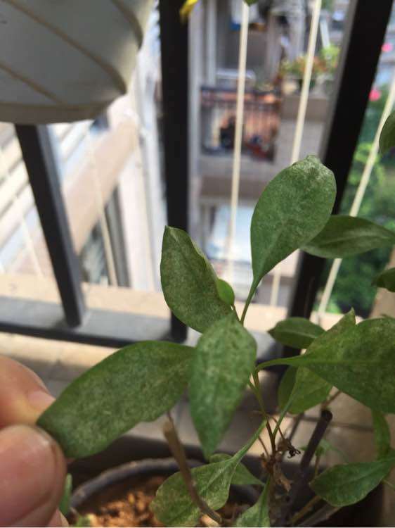 枸杞下山桩白粉病 怎么治 图片