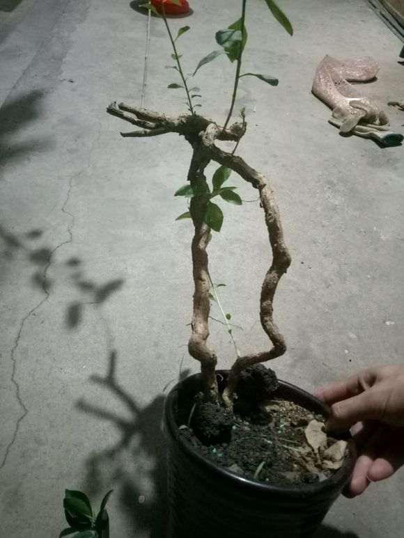 不舍的掉 好不容易挖的枸杞下山桩 图片