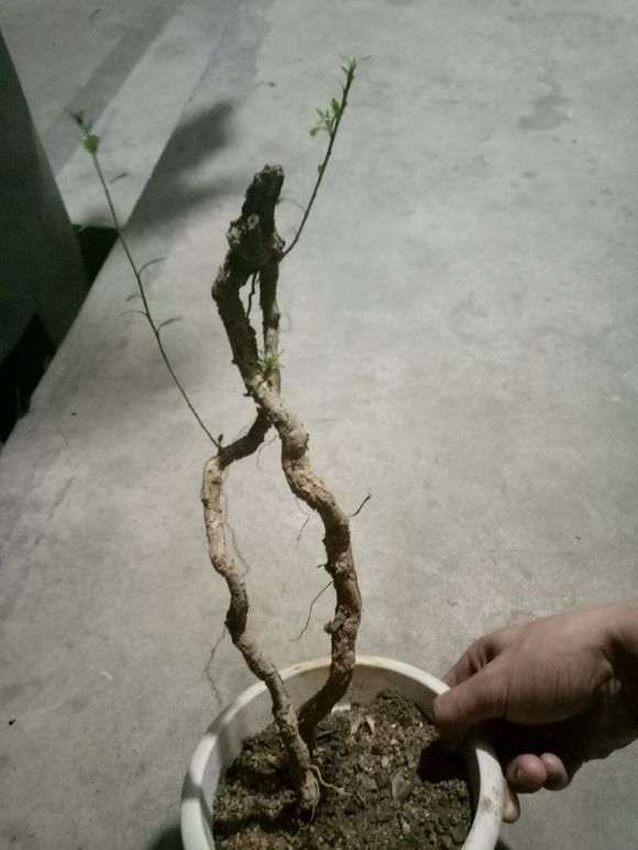 不舍的掉 好不容易挖的枸杞下山桩 图片