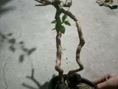 不舍的掉 好不容易挖的枸杞下山桩 图片