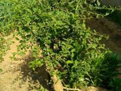 为什么枸杞下山桩叶子也这么大 图片