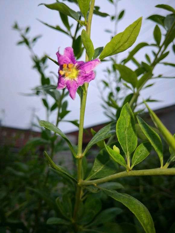 为什么家里的枸杞下山桩开花这么早