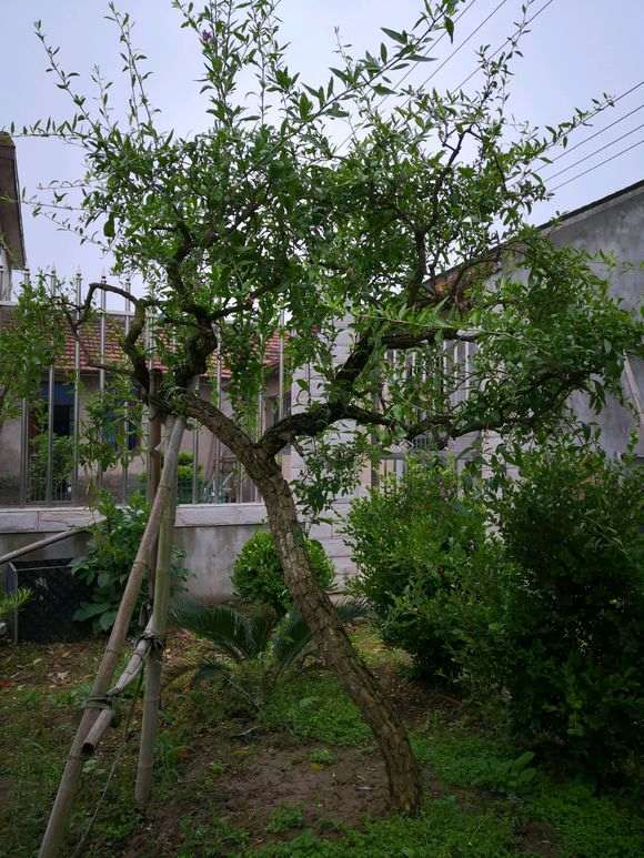 为什么家里的枸杞下山桩开花这么早