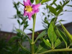 为什么家里的枸杞下山桩开花这么早