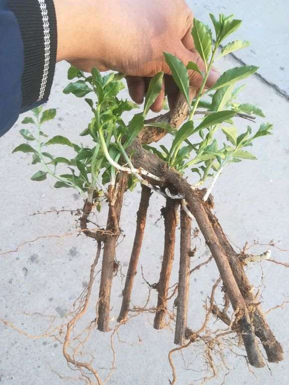 为什么枸杞下山桩不可以倒栽 图片