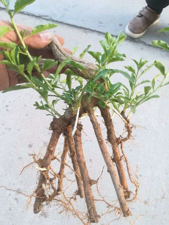 为什么枸杞下山桩不可以倒栽 图片