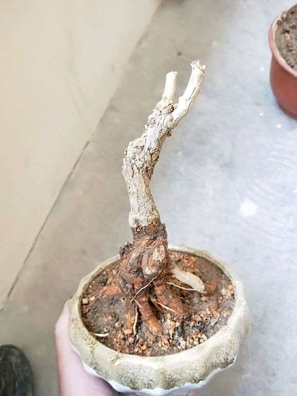 为什么枸杞下山桩不可以倒栽 图片