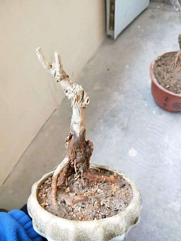 为什么枸杞下山桩不可以倒栽 图片