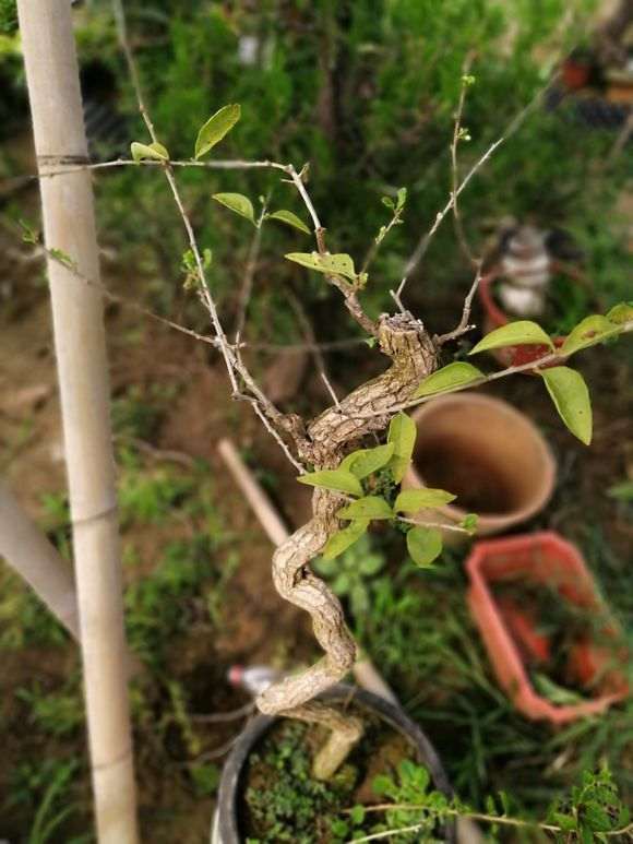 一颗文人枸杞下山桩 100元包邮 贵吗 图片