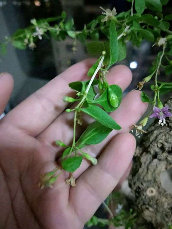枸杞下山桩只开花不结果子是怎么回事