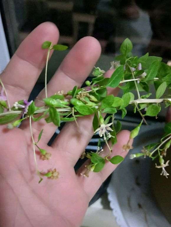 枸杞下山桩只开花不结果子是怎么回事