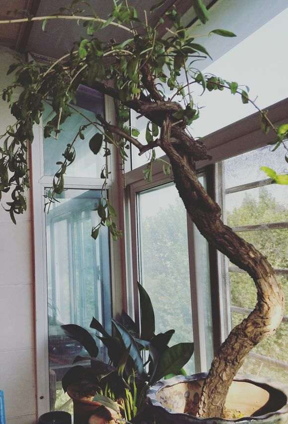 枸杞下山桩不休眠一直开花怎么办 图片