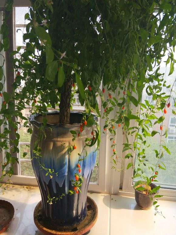 枸杞下山桩不休眠一直开花怎么办 图片