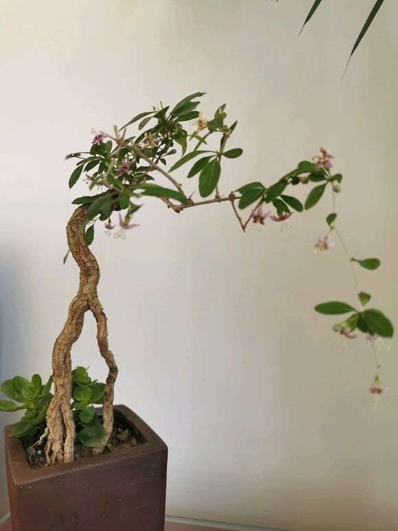 枸杞下山桩盆景的叶子为什么很厚