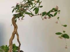 枸杞下山桩盆景的叶子为什么很厚 图片