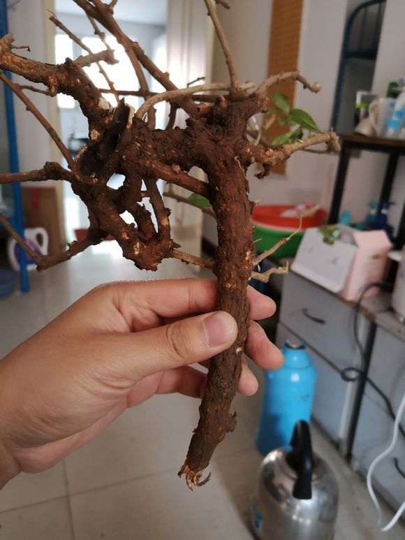 为什么枸杞下山桩一定要授粉 才可以挂果