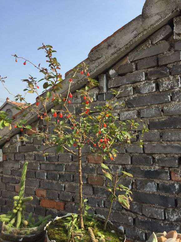 黄枸杞下山桩可以做盆景吗 图片