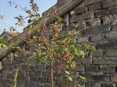 黄枸杞下山桩可以做盆景吗 图片