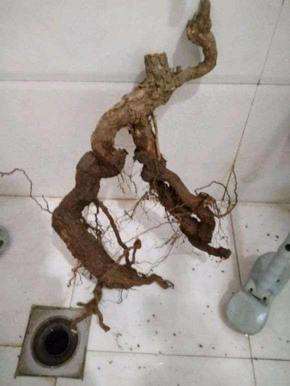 为什么枸杞下山桩泡水发芽就活了 图片