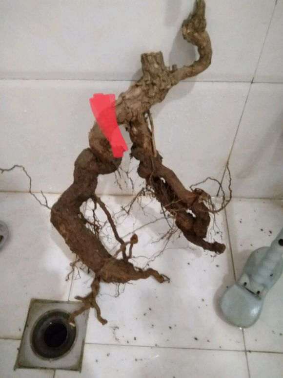 为什么枸杞下山桩泡水发芽就活了 图片