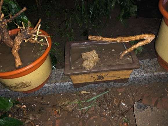 宁夏大红枸杞下山桩怎么嫁接的方法 图片