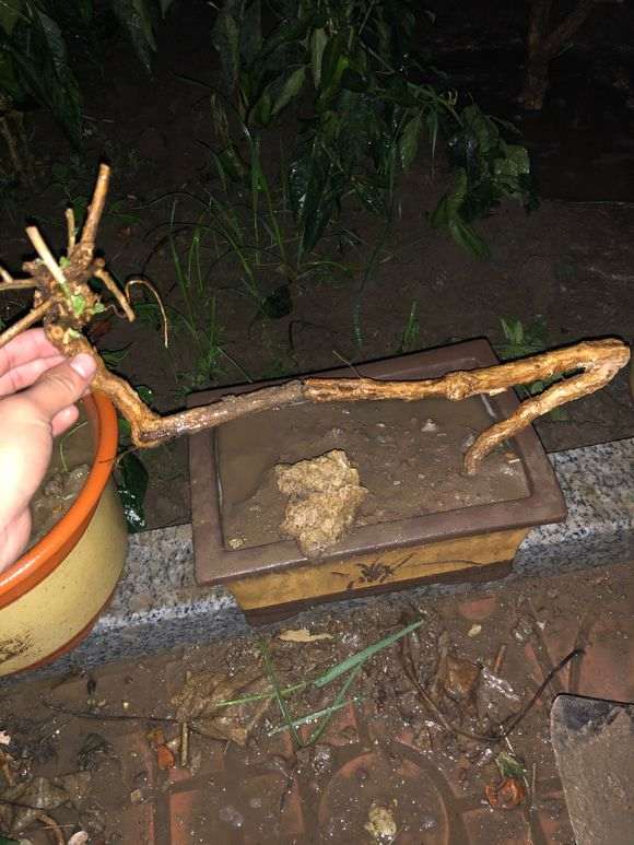 宁夏大红枸杞下山桩怎么嫁接的方法 图片