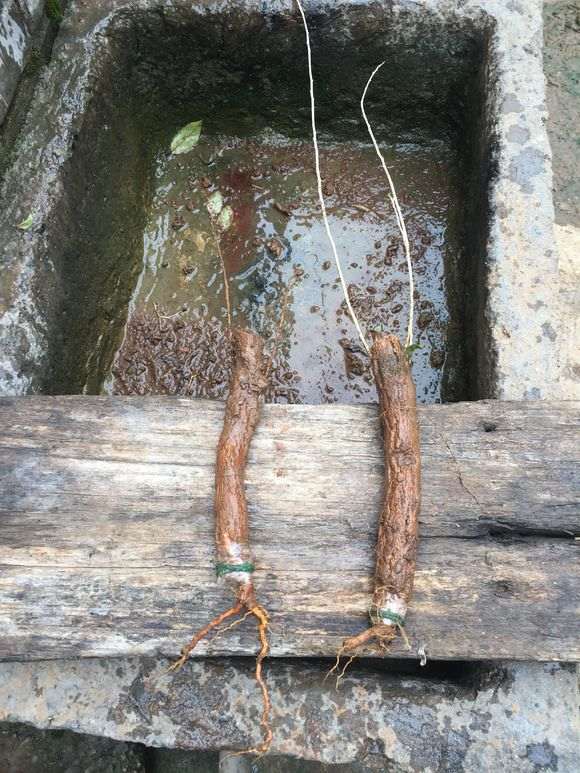 宁夏大红枸杞下山桩怎么嫁接的方法 图片