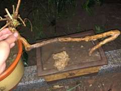 宁夏大红枸杞下山桩怎么嫁接的方法 图片