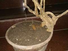 山上挖的枸杞下山桩怎么栽才能活 套袋