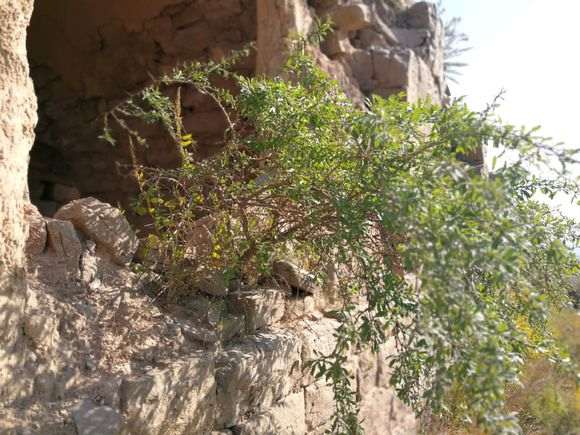 秋天可以挖枸杞下山桩回去培养吗 图片