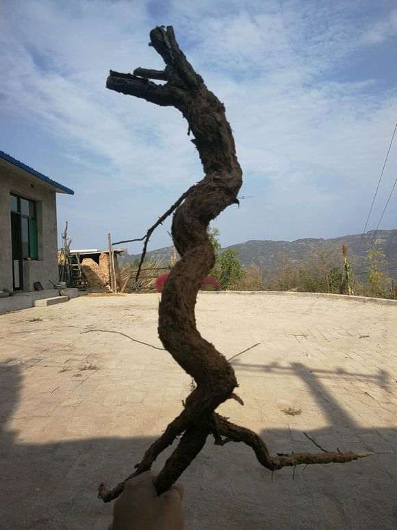 枸杞下山桩挖断了 怎么办 图片