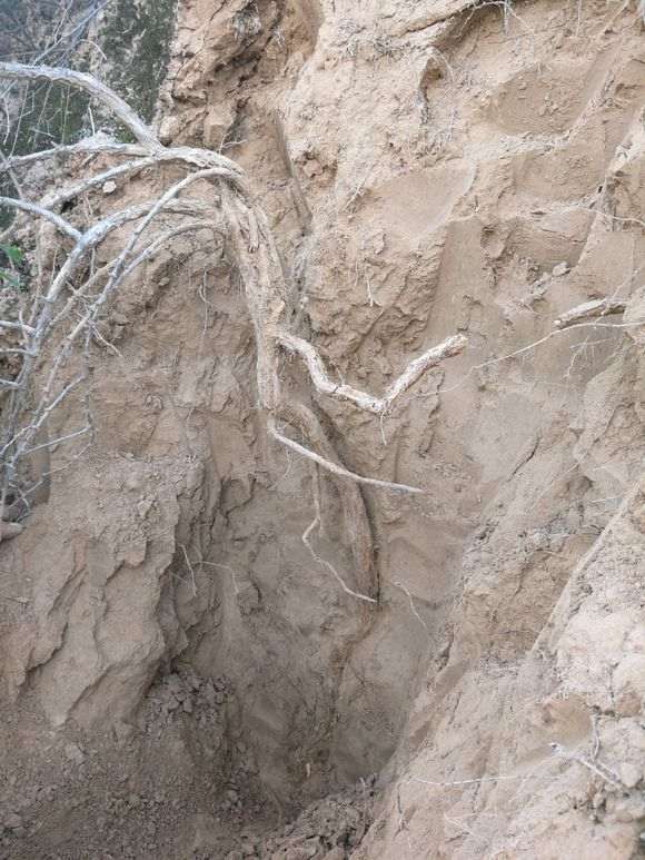 枸杞下山桩挖断了 怎么办 图片