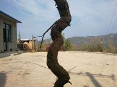 用力过猛 枸杞下山桩挖断了 怎么办 图片