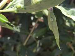 枸杞下山桩的叶子有疙瘩 怎么办 图片