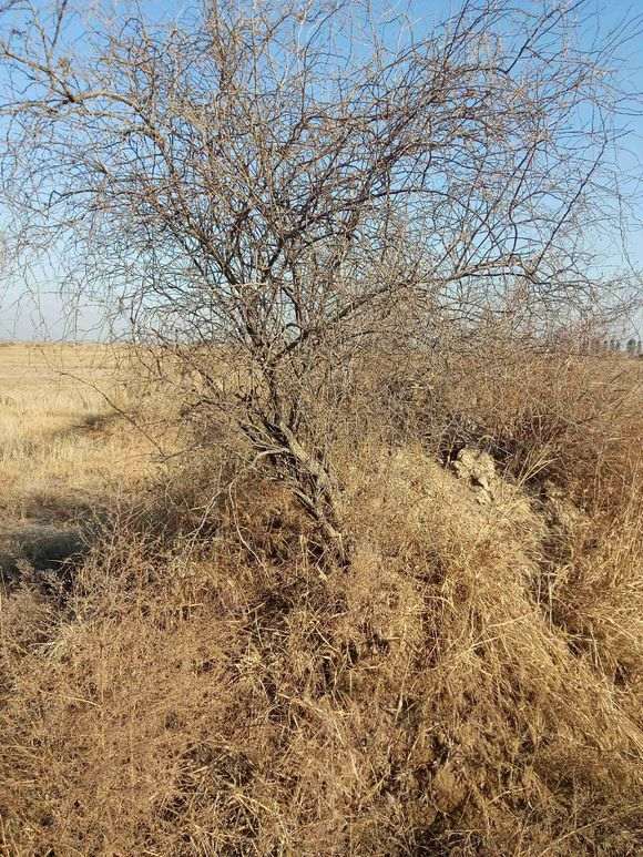 坟地上的野生枸杞下山桩 可以挖吗 图片