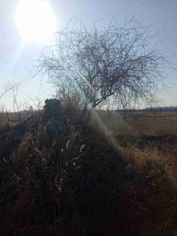 坟地上的野生枸杞下山桩 可以挖吗 图片