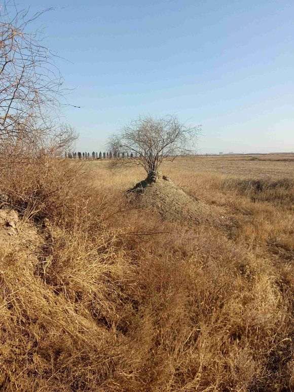 坟地上的野生枸杞下山桩 可以挖吗 图片