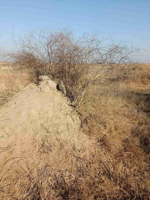 坟地上的野生枸杞下山桩 可以挖吗 图片