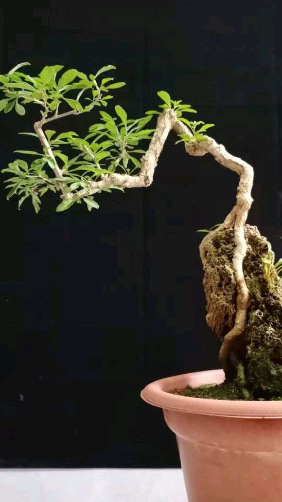 自己挖的枸杞下山桩 大家给个评价 图片