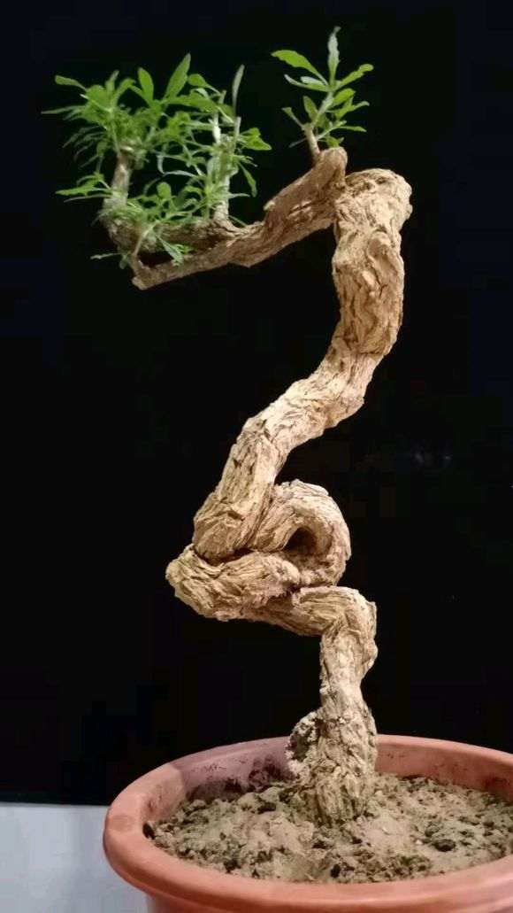 自己挖的枸杞下山桩 大家给个评价 图片