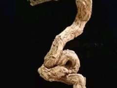 自己挖的枸杞下山桩 大家给个评价 图片