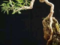 为什么枸杞下山桩那么便宜 图片