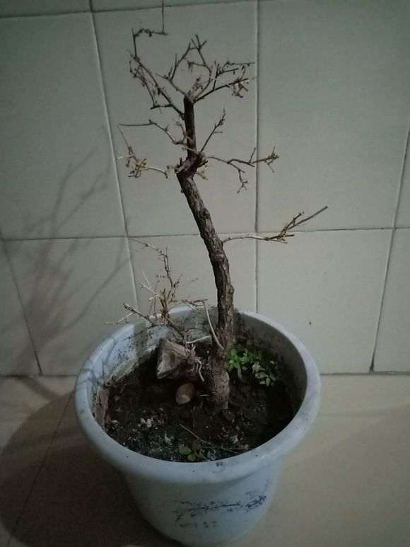 为什么室内养枸杞下山桩长的太慢 图片