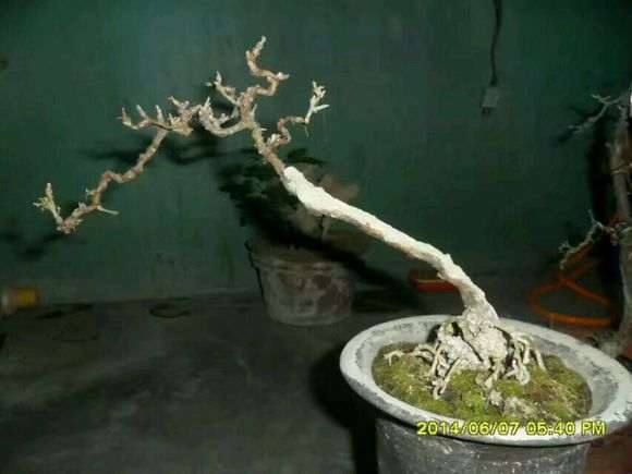 不错的枸杞下山桩，应该换个好盆了 图片