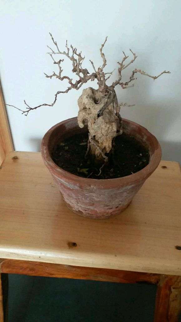 不错的枸杞下山桩，应该换个好盆了 图片