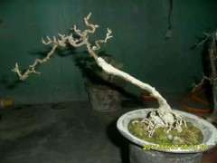 不错的枸杞下山桩 应该换个好盆了 图片