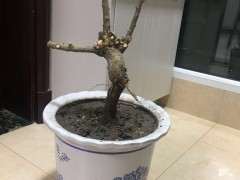 我的枸杞下山桩怎么还不发芽 怎么办