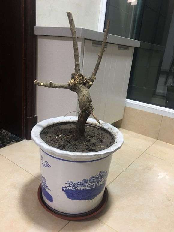 关于室内种植枸杞下山桩的光照问题